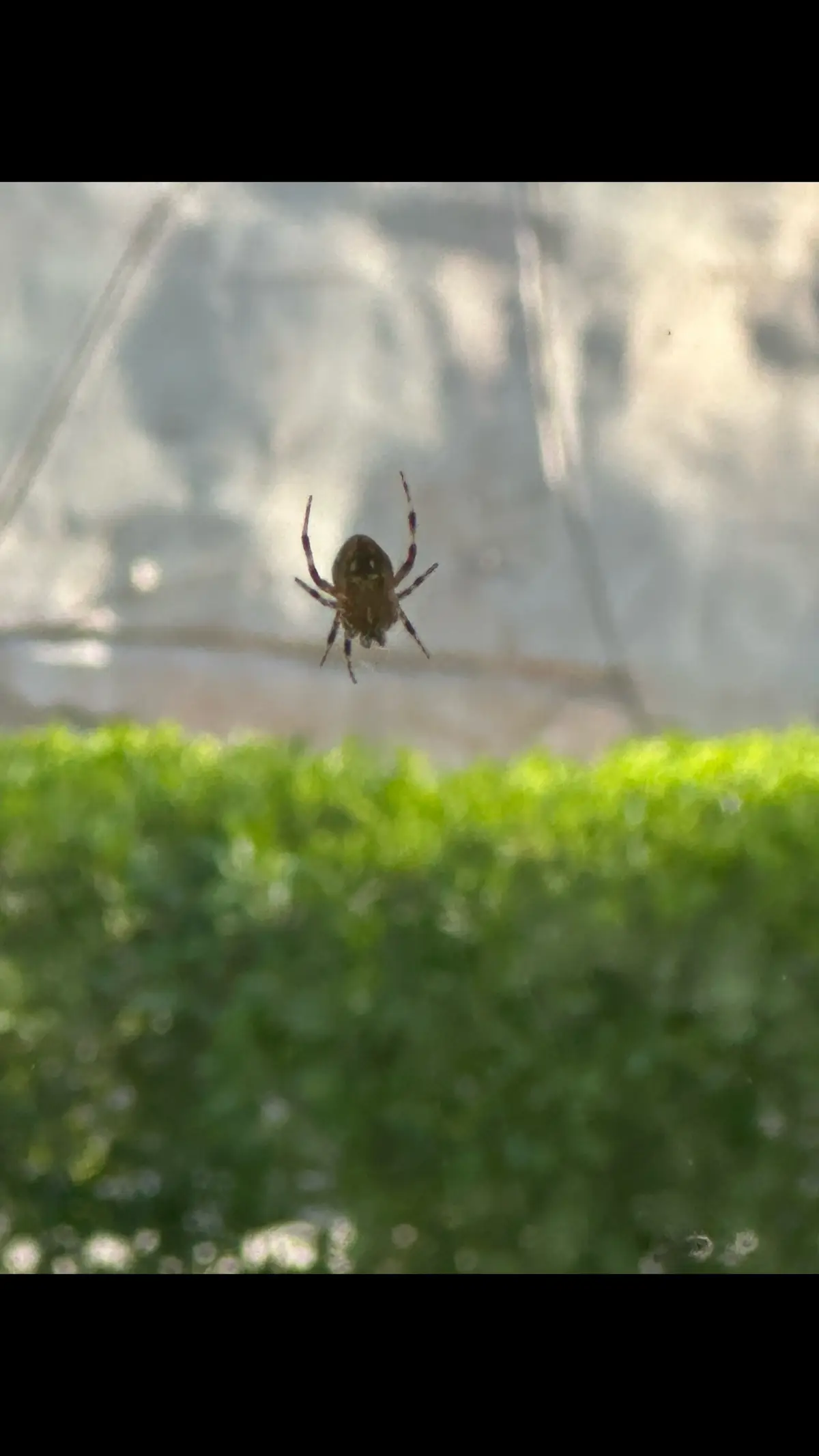 It’s orb weaver season in So Cal! #orbweaver #spider 