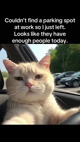 Looks like they have enough people today #worklife #fyp #workhumor #catmeme #officelife 