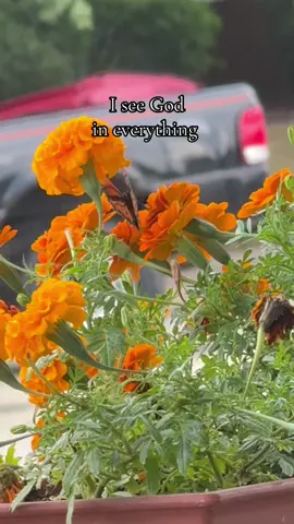 Welcome to my garden 🪏 🪴 #explore #tiktoktrend #contentcreator #tiktokviral #tiktokviews 