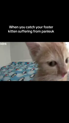 There is hope 🙏🏽#sickkitten #panleukopeniasurvivor #fosterkittens #fypシ゚viral #happytears 