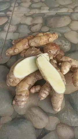 #herbal #kunyitputih 