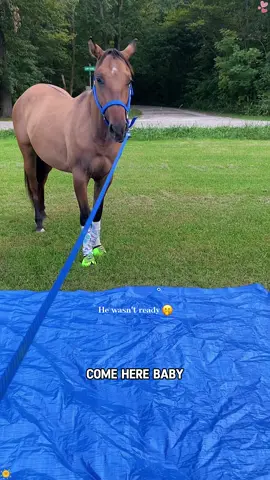 That’s horse🤯😅 #funnytiktok #funnyanimals  #foryoupage #funnyHorse #funnyvideos        