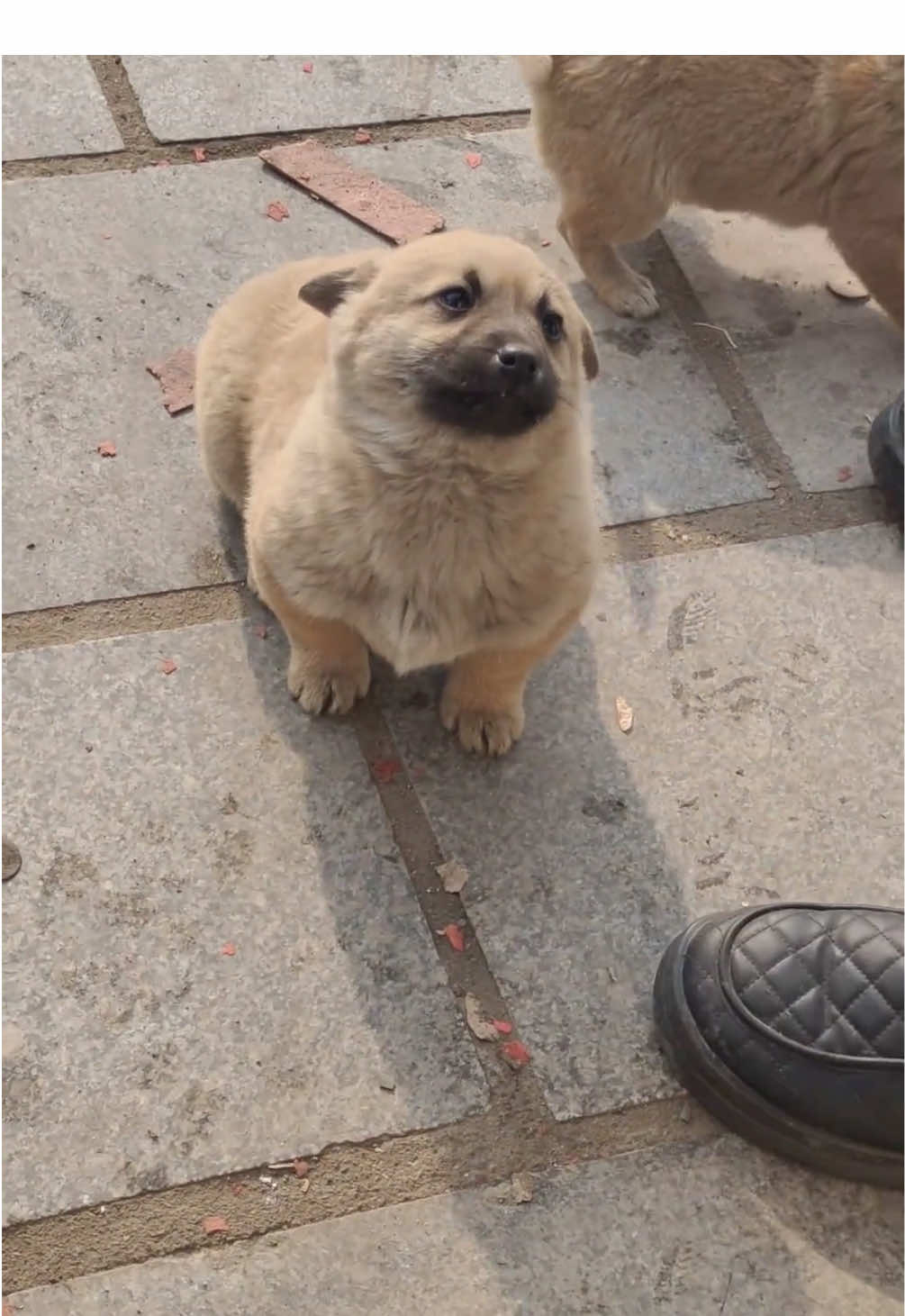 Thấy em xinh hôngg😘 #dog #tiktok #haha 