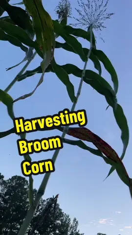 Harvesting broom corn! It’s so pretty and cool! This used to be used for brooms. I can’t decide how to use it but more than likely as decor! #broomcorn #harvest #harvesting #homestead 