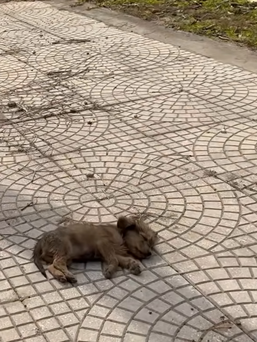 I saw a little dog sleeping on the side of the road. It looked very hungry and thirsty. I decided to adopt it.