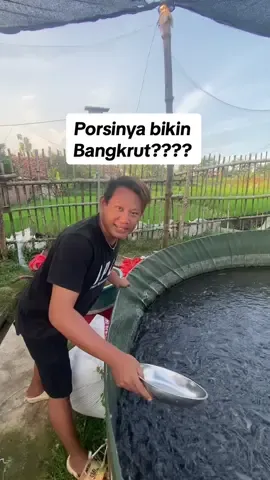 Budidaya ikan lele Budhycreator #lele #usaha #budhycreator #farm 