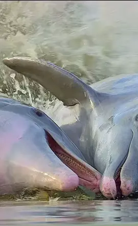 How dolphins corner their prey #wildlife #nature #wildanimals 