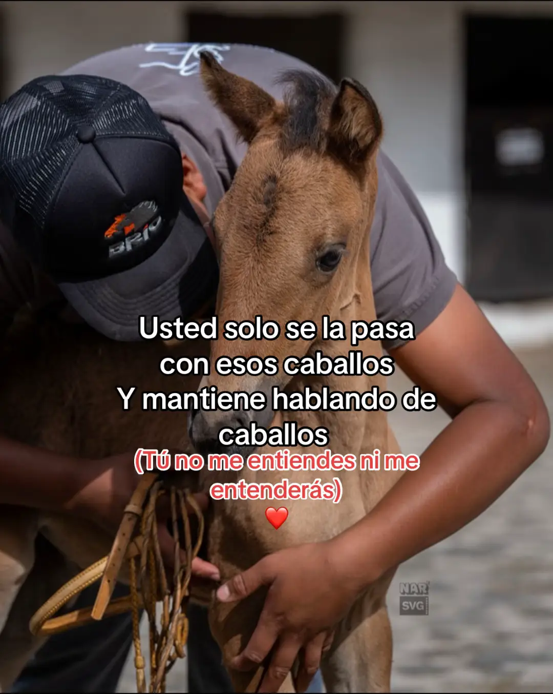 #viral #bwg #😍 #caballos #❤️