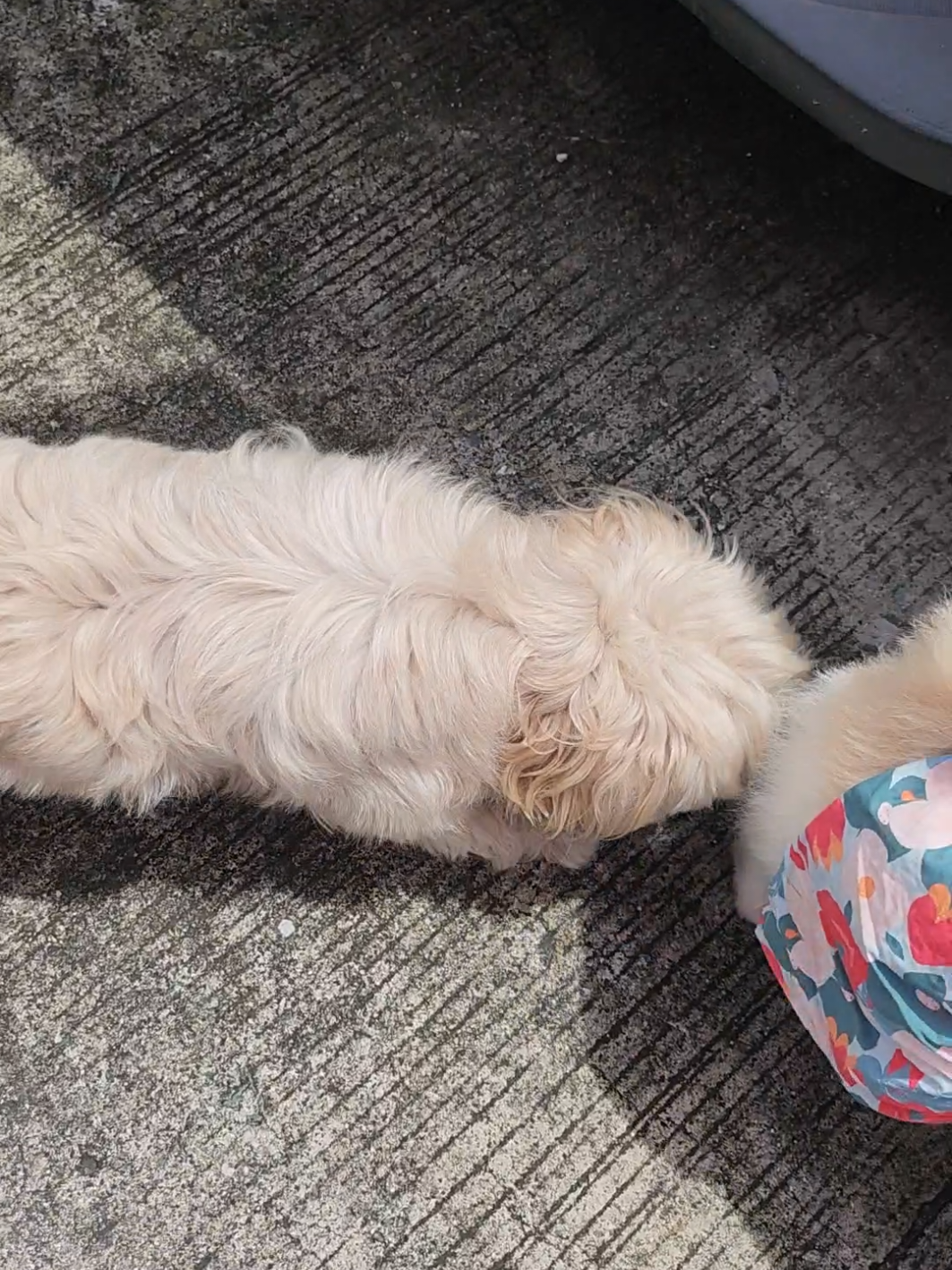 #dogsoftiktok #petlover #dogs 