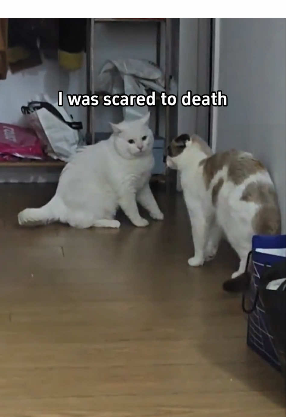 Two funny cats