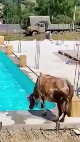 cho kao tắm với 😂😂😂#pet #loveanimals #bò 