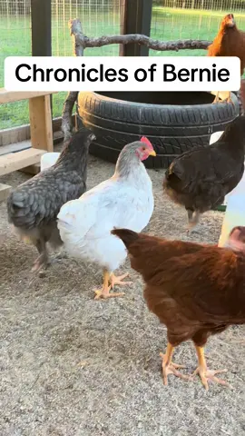 This little roo is so entertaining. He wants to be the last one into the run. I can’t with him 
