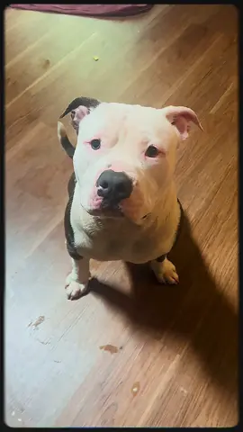 It’s been a long 365 days without you my friend. #justiceforTone #petloss #doglossgrief They killed you, not the bond we shared. #missyouforever #pitbullsoftiktok 