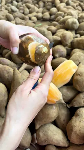 SÂM ĐẤT NGỌT MÁT . Bảo quản nơi khô ráo thoáng mát từ 1-2 tuần . Để ngăn mát ăn mát lạnh đỉnh chóp#samdat #samdattaybac #xuhuong #suckhoe #dacsanvungcao_taybac 