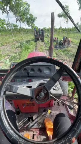 🚜❤️#hoimaycaytanbien #maycaytayninh #belarus520 