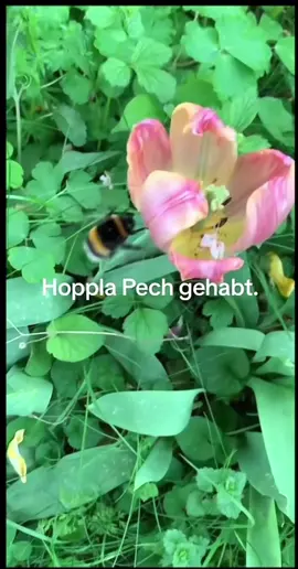 #biene #blume #tiktokshop #halloween #viralvideos 