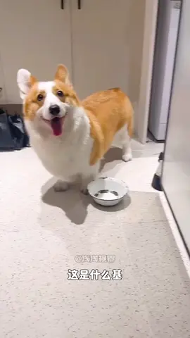 柯基的基因也太强大了 😂😂😂 這是什麼基。影片來源：@淺淺視界 #狗狗 #狗狗的心思都写在脸上了 #柯基 