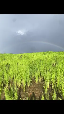 ຢູ່ໃສກະບໍ່ຄື່ຢູ່ບ້ານເຮົາ🌶️🌽🌾🍃☺️#เทรนวันนี้ #ຢູ່ກັບທໍາມະຊາດ⛰🏞🌿⛺️🛵 