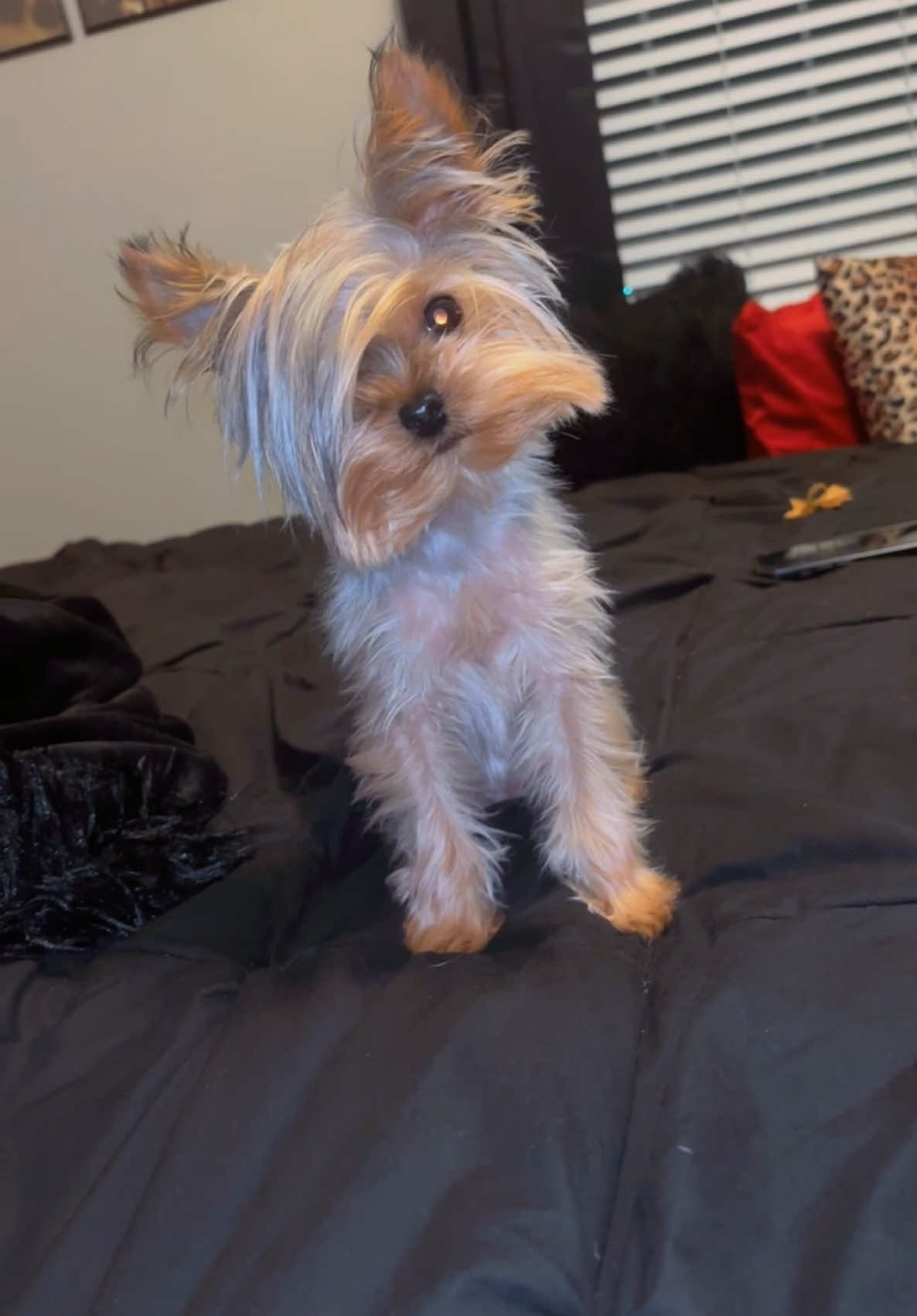 😭 #dogmom #emodollxx7 