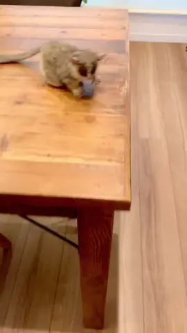 #happy #funnyvideos #catu #galago