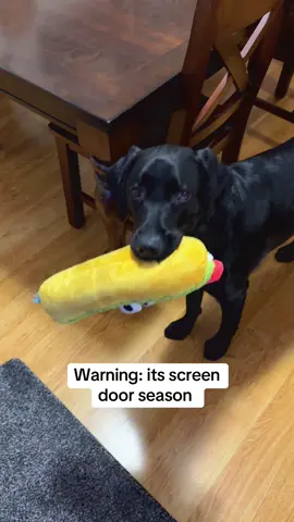 Reminder to teach your dog what a screen door is or have some sort of gaurd😂 #dogsoftiktok #fall #doodle #labrador #fyip 
