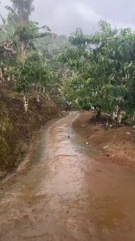 saat main tiba tiba ujan kdang Yo kasian kamu tak ajak berjuang spt ini.🥹#petaniindonesia🇮🇩🇮🇩🇮🇩🌿🌿 #dailyvlog 
