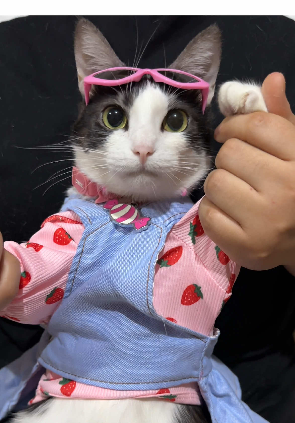 ¿Les gustó el bailecito para iniciar la semana recargada Michiamigos?🥹💗 #catsoftiktok #gatosdetiktok #catlover #catdance 