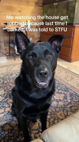 #germanshepherlab #doglife 