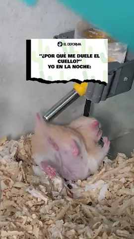 Duerme como si trabajaras 💤 #videosvirales #memes #humor 