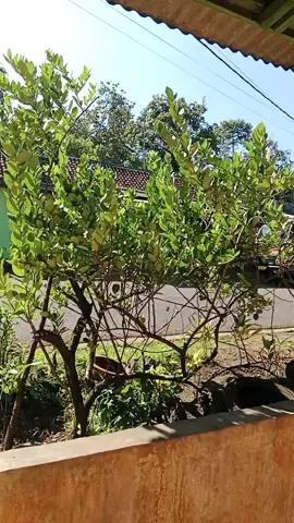 panggih jng @ acuy di harep imah #fypシ゚ 
