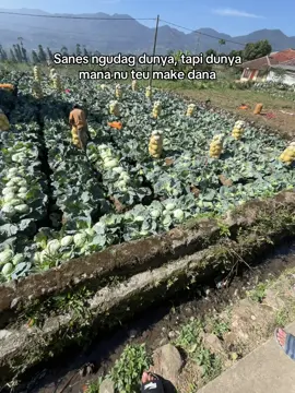 Tak kitu #mafiasayurciwidey #fyp 