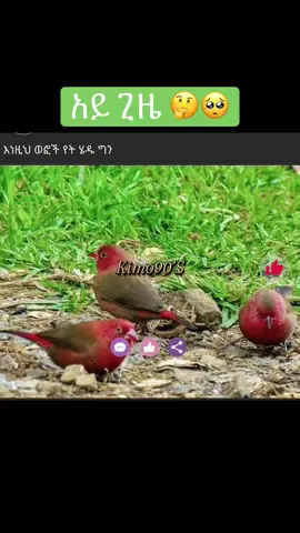 ደጉ ጊዜ ይናፍቃል🥺copy link5X family 🙏#ethiopian_tik_tok🇪🇹🇪🇹🇪🇹🇪🇹 #fyp #habeshatiktok #kimo90s #eritreantiktok🇪🇷🇪🇷habesha 