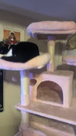 #cats #cat #kitty #cattok 