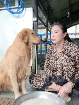 vậy hỏi sao k thuong nó😂😂#goldenretrieverlife #nguyenkacamau #nguyenkabancun #xuhuongtiktok #pet 