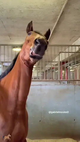 When you have a dramatic horse…🤣#fyp #funny #horse #dramatic #funnyhorse #foryou #happy #usa 