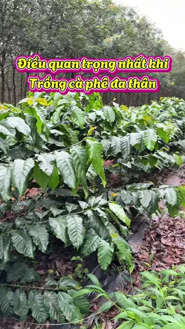 Anh em làm cà phê đa thân lưu ý nhé rất chi là quan trọng #laocapheghep #chamsoccaphe #capheghepthientruong 