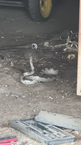 Just another wonderful evening on the farm. 🤦🏼‍♀️ #snake #funny #laugh #tiktok #fyp 