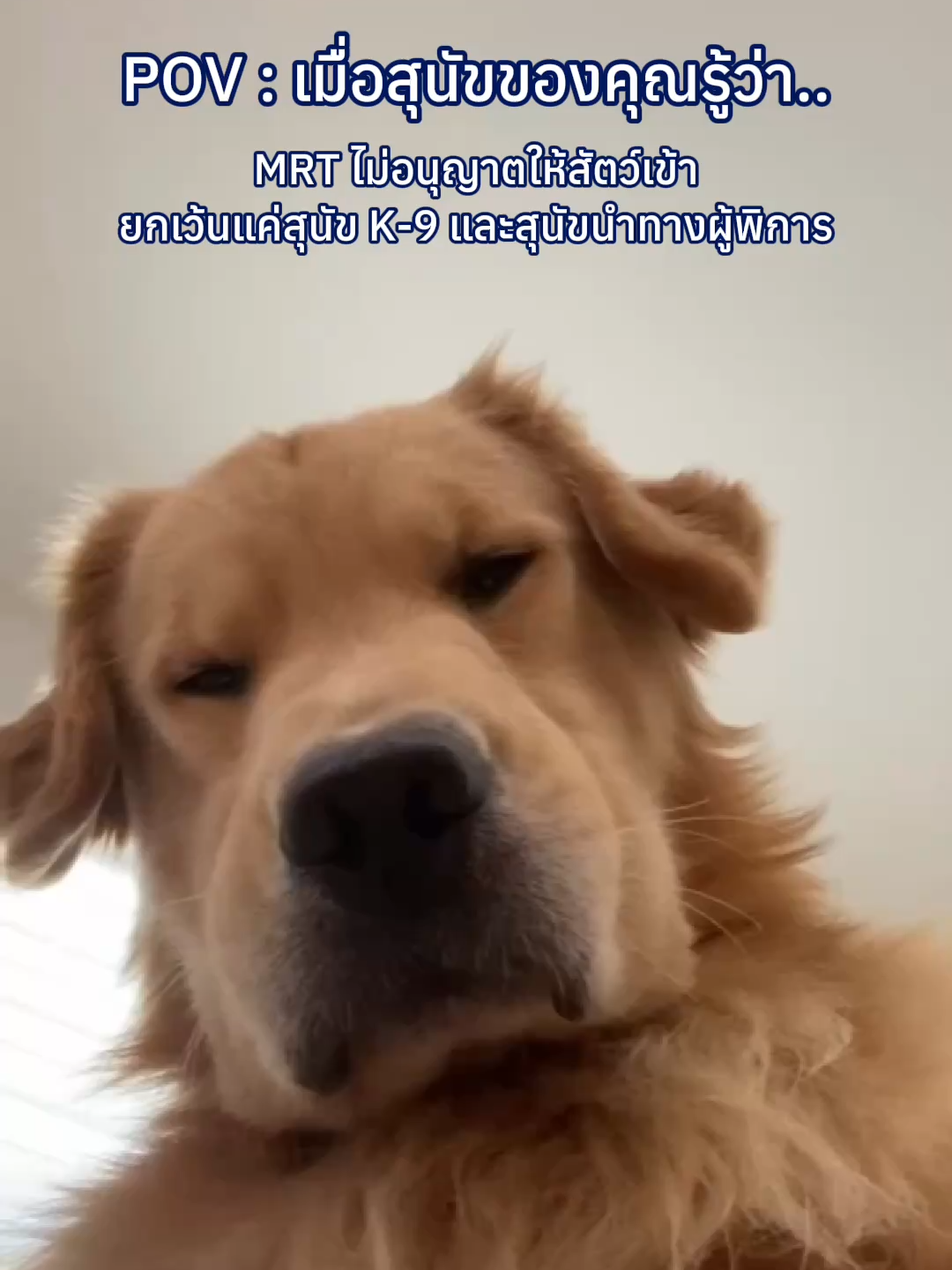 26 สิงหาคม วันสุนัขโลก (International Dog Day) 🐶🐾 เป็นวันที่อุทิศให้กับน้องหมาทั่วโลก เพื่อให้เจ้าของเห็นความสำคัญและมอบความรักให้กับน้องๆ เพื่อนรักสี่ขา . ถึงแม้น้องมะหม๋าของเราจะน่ารัก แต่ MRT ยังคงขอความร่วมมือผู้โดยสารทุกท่าน 🚫🐶งดนำสุนัขหรือสัตว์เลี้ยงทุกประเภทเข้ามาในระบบรถไฟฟ้า MRT  . ยกเว้น สุนัขนำทางสำหรับผู้พิการทางสายตา 🦮 และสุนัข K-9 🐕‍🦺 ที่จะมาช่วยดูแลความปลอดภัยของทุกท่านครับ เพื่อให้เกิดความปลอดภัย ความเป็นระเบียบเรียบร้อยในการใช้บริการรถไฟฟ้าของผู้โดยสารทุกท่าน และเป็นไปตามข้อกำหนดในการใช้บริการรถไฟฟ้าครับ #BEM #MRT #รถไฟฟ้า #วันสุนัขโลก #น้องหมา
