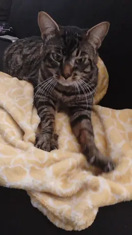 #cats 