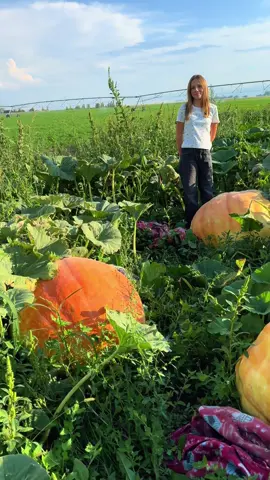 2025 season giant pumpkin patch #giantpumpkin #pumpkinseason #halloween #Utah 