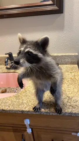 Roxy’s favortie treats.  Little stinker! #babyraccoon 
