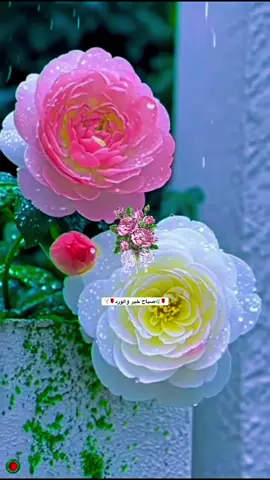 #🌹✨🌹 أصبحنا واصبح الملك لله ولا حول ولا قوة الا بالله صباح الورد صباح الفل والياسمين#اكسسسسسبلورررررررر♥️♥️ 