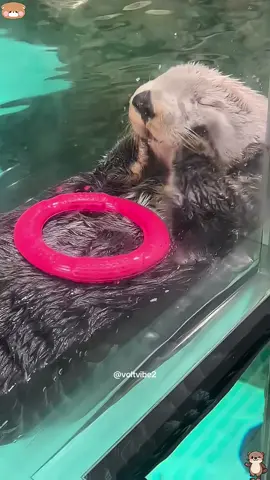 Unusual animals !Sooooo cute 🥰 #animal #otter #seaotter #cute #happy #foryou 