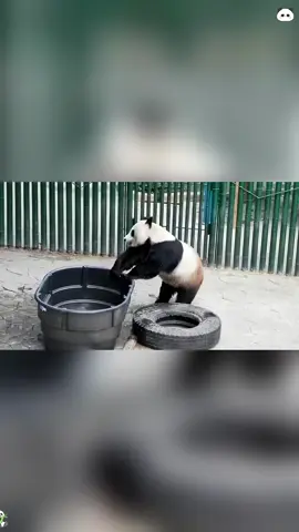 Panda 🐼 Pandas are so cute 🥰 #funny #panda #pandafunnyvideo #pandababy #kungfupanda #core #foryou 
