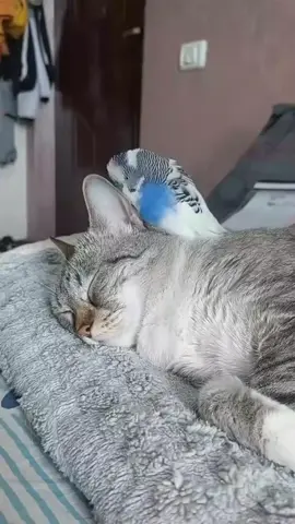 Bird and Cat Playing Together - Cutest Duo Ever!  💃🏼💃🏼 #BirdAndCat #CuteAnimals #FunnyPets #ParrotAndCat #AnimalFriendship #PetReels #ViralPets #BirdLovers #CatLovers #AdorablePets #ReelsTrending #FeatherAndFur #UnlikelyFriends #HappyAnimals #playfulpets 