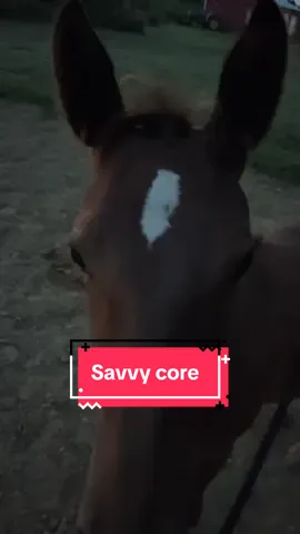 I’m just her servant 🤣 #horse #horsesoftiktok #fyp #misfitbarrelracer #orphanfoal 