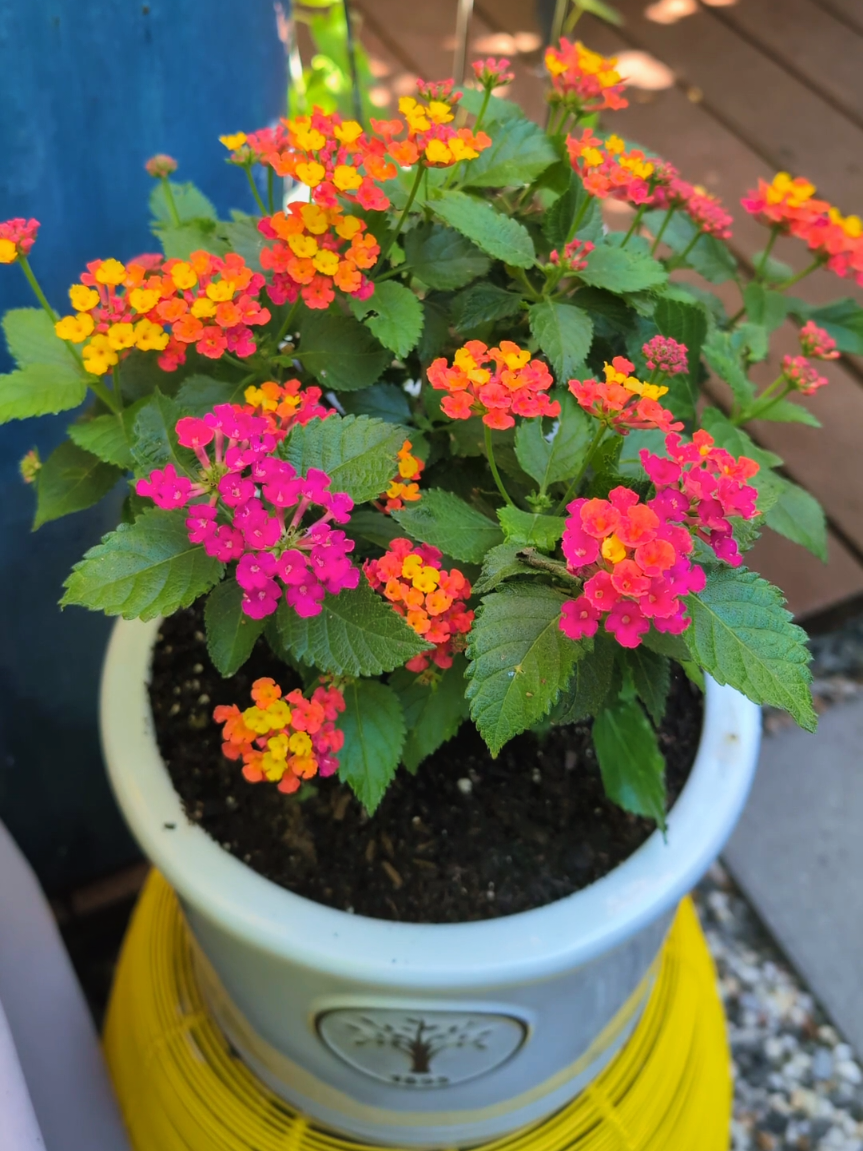 Lantana is a genus of flowering plants known for its vigorous growth and profuse, long-lasting blooms. These plants are beloved for their ability to thrive in hot, dry conditions and their attraction to pollinators like butterflies and hummingbirds. The flowers are typically small and tubular, arranged in dense, rounded clusters. They often display multiple colors within a single cluster, with colors changing as the flowers mature. Lantana comes in a variety of growth habits, including upright, shrub-like forms and low-spreading, trailing varieties, making them versatile for use in garden beds, containers, and hanging baskets. In warmer climates (USDA Zones 9-11), they are perennial shrubs, while in cooler regions, they are commonly grown as fast-growing annuals.   #Flowers #Garden #Nature