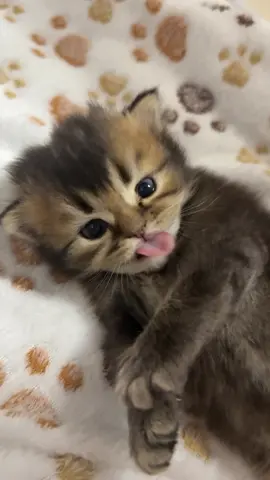 #kitten #fy #cutecat #kittensoftiktok #fyp 