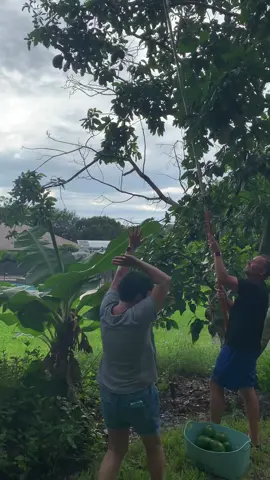 Pure cinema. #avocado #mymom #careful #floridalife #backyardvibes 