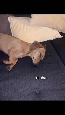 la racha #perros #larachaaaaaaaaaa🔥 #animalestiktok #animals #perrostiktokers 